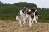 BARZOI 141